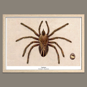 Print New Species - Vogelspin