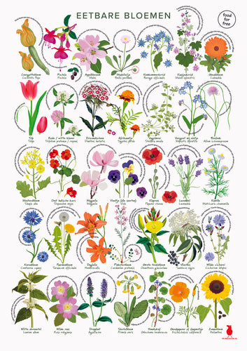 Eetbare bloemenposter, wildpluk, botanische poster, De Beeldvink