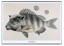 Afbeelding in Gallery-weergave laden, Een fantasierijke collage print op hout van een Schaapsbrasem een vis met de kop van een schaap.