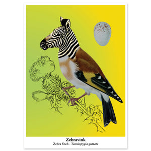 Ansichtkaart, Zebravink, collage, de Beeldvink