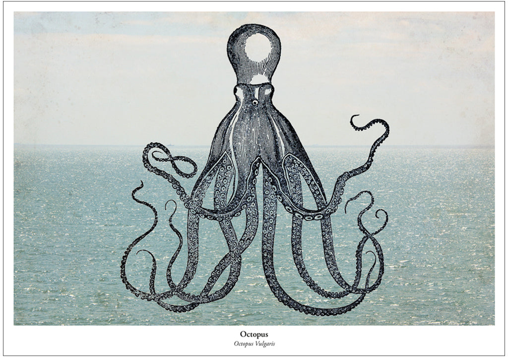 Maritieme print - Octopus