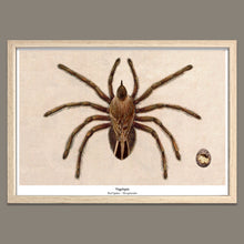 Afbeelding in Gallery-weergave laden, A4 kunstprint Vogelspin van De Beeldvink als originele wanddecoratie.