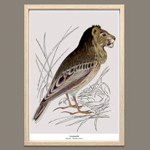 Afbeelding in Gallery-weergave laden, Print New species - Leeuwerik