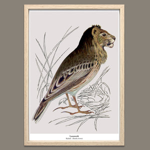Print New species - Leeuwerik
