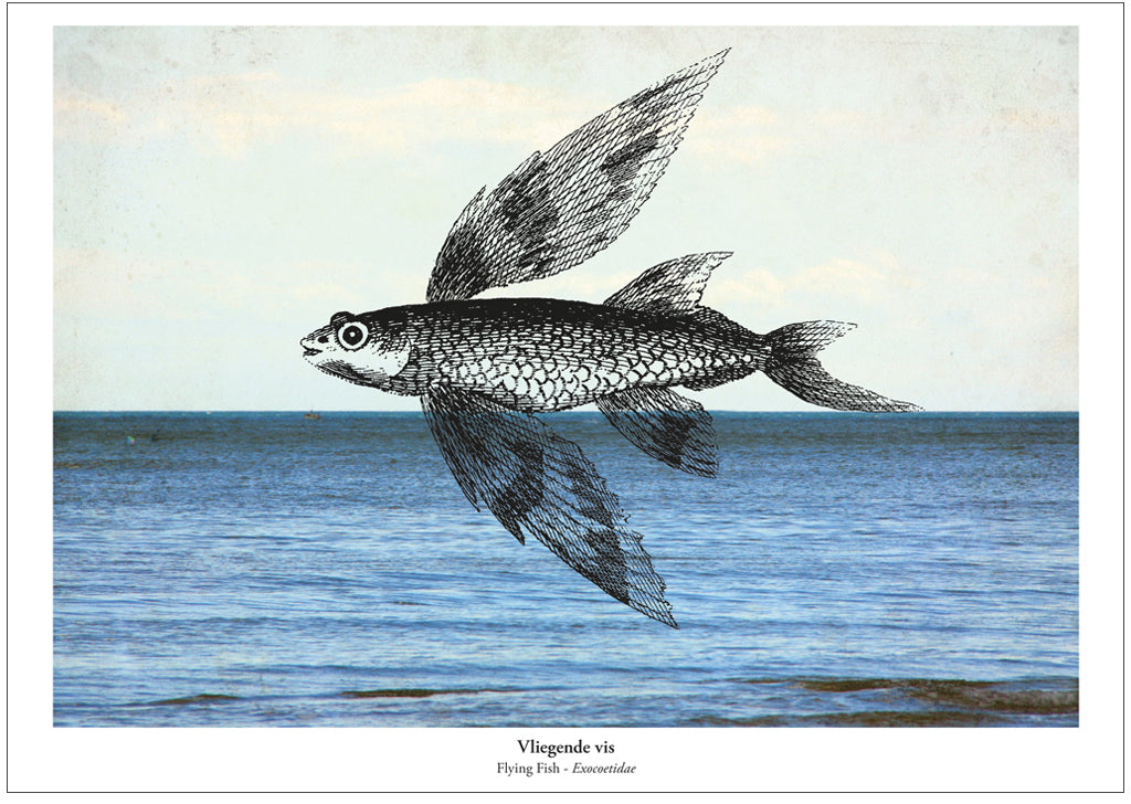 Maritieme print - Vliegende vis