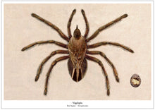Afbeelding in Gallery-weergave laden, New Species prints - 9 varianten