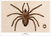 Afbeelding in Gallery-weergave laden, Print New Species - Vogelspin