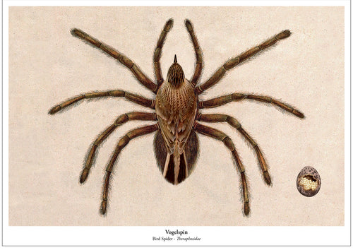 Print New Species - Vogelspin