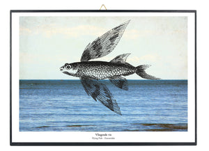 Print op hout - Vliegende vis
