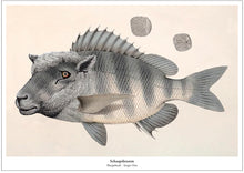 Afbeelding in Gallery-weergave laden, Fantasierijke collageprint Schaapsbrasem van De Beeldvink, een vis met de kop van een schaap.