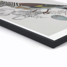 Afbeelding in Gallery-weergave laden, Kunstprint Zebravink van De Beeldvink als originele wanddecoratie op dik hout.