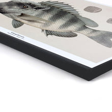 Afbeelding in Gallery-weergave laden, Kunstprint Schaapsbrasem van De Beeldvink als originele wanddecoratie op dik hout.