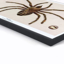 Afbeelding in Gallery-weergave laden, Kunstprint Vogelspin van De Beeldvink als originele wanddecoratie op dik hout.